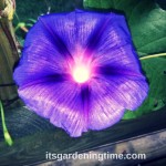 #Morning #Glory #Vine Pretty but Invasive … #purpleflowers