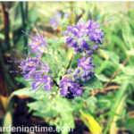 #Bees Love #Blue Coreopsis #Shrub! #blueflowers #flowers