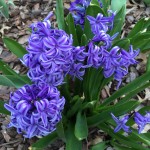 5 Reasons to #Grow #Grape #Hyacinth #Flowers! #purpleflowers