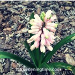 4 Reasons to #Grow #Pink #Hyacinth #Flowers! #pinkflowers