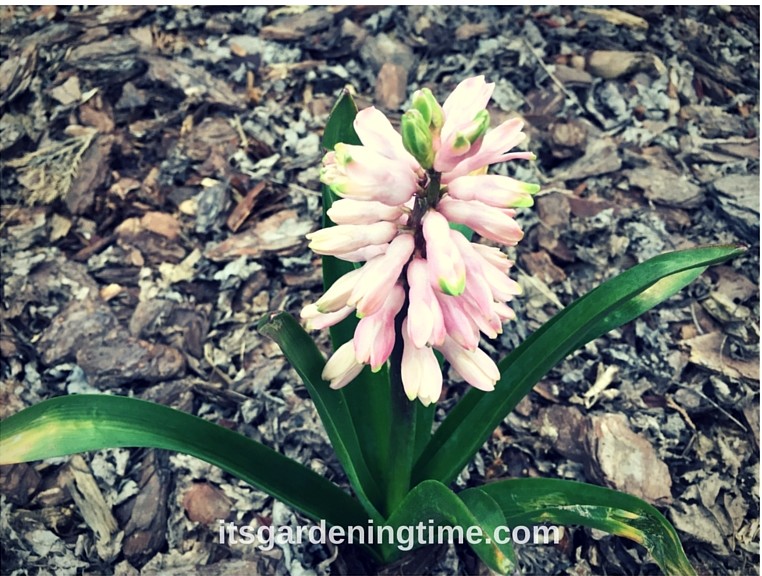 Pink Hyacinth Flowers! how to garden beginner gardener