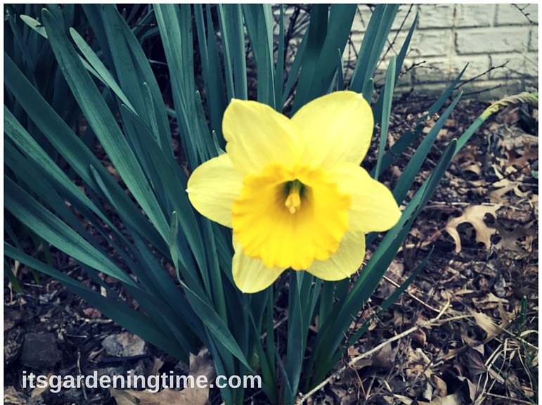 Single Yellow Daffodil how to garden beginner gardener