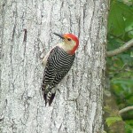 Red-Bellied #Woodpecker Woke Me Up This Morning! #birds