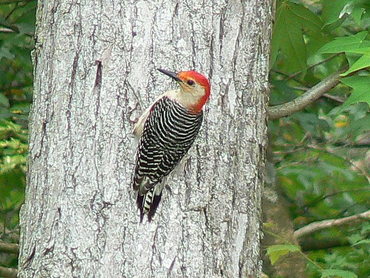 Red-Bellied Woodpecker [Photo Courtesy: www.public-domain-image.com] how to garden beginner gardeners
