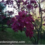 #Crabapple #Tree #Flowers in Early #Spring! #pinkflowers