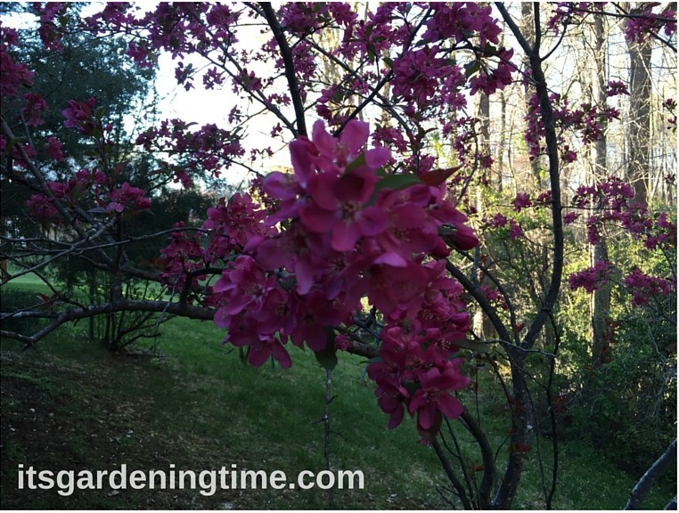 Crabapple Tree how to garden beginner gardener