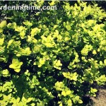5 Reasons for #Golden Privet #Shrub! #lowmaintenance #shrubs