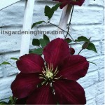 4 Secrets to Gorgeous #Clematis #Flowers! #flowerpower #flower