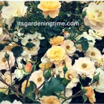 #Yellow Teacup #Roses in #Williamsburg #Virginia!