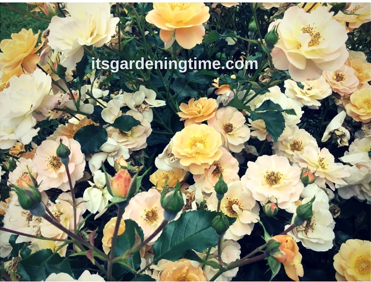 Yellow Teacup Roses! beginner gardener how to garden
