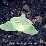 What is this #insect & how does it help #gardens? #pollinator