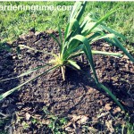 How to Transplant (Move) a Yucca #Plant! #flowers