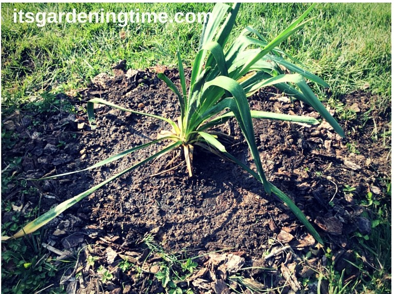 Transplanted Yucca Plant beginner gardener how to garden