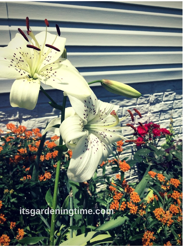 White Asiatic Lilies Blooming in Early Summer! beginner gardener how to garden
