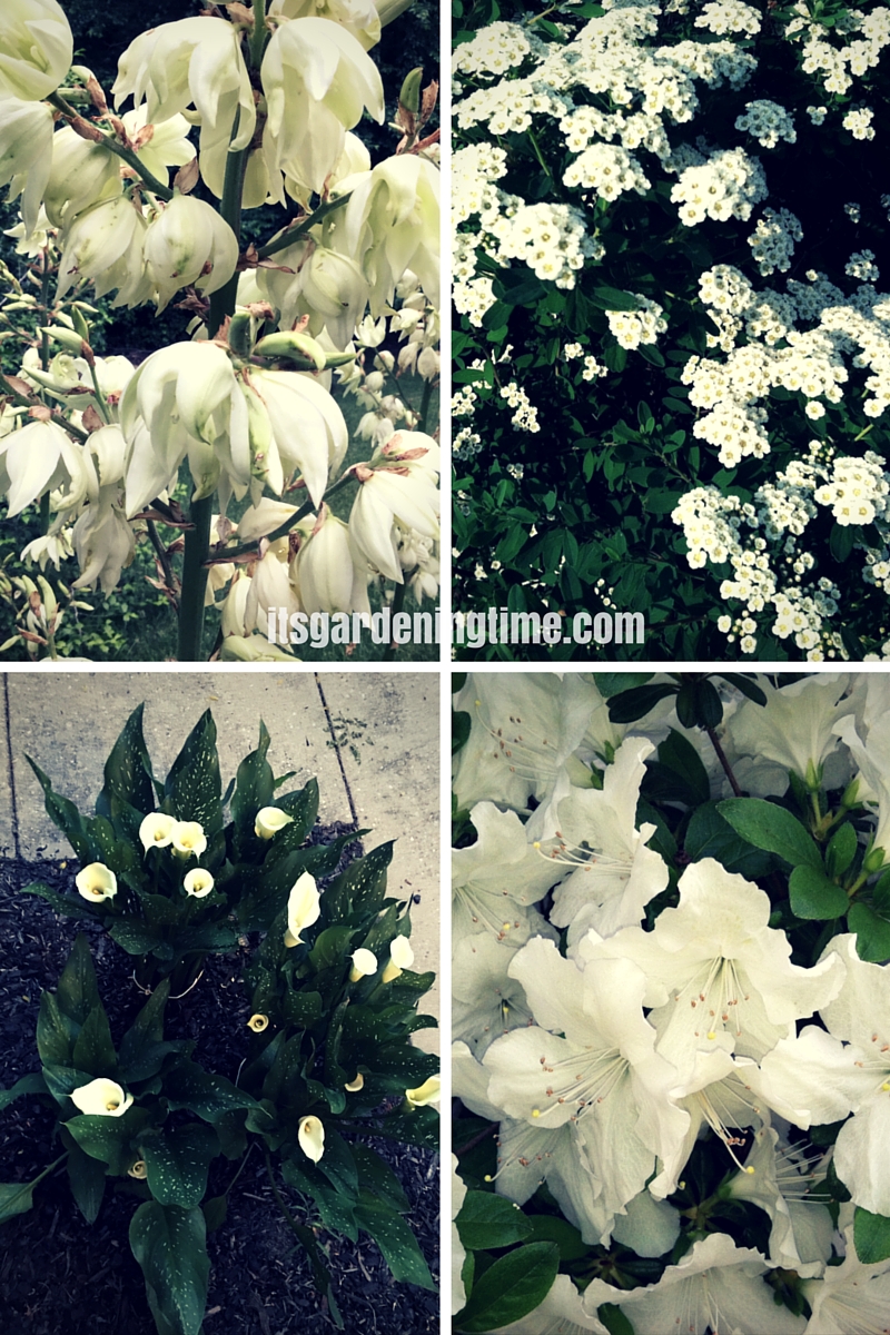White Flowers Cool Your Garden! beginner gardener how to garden