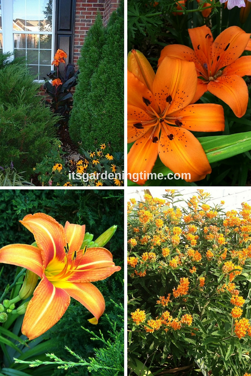 #orangeflowersarethebest beginner gardener how to garden