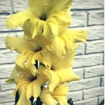 5 Reasons to #Grow #Yellow #Gladiolus! #flower #yellowflowers