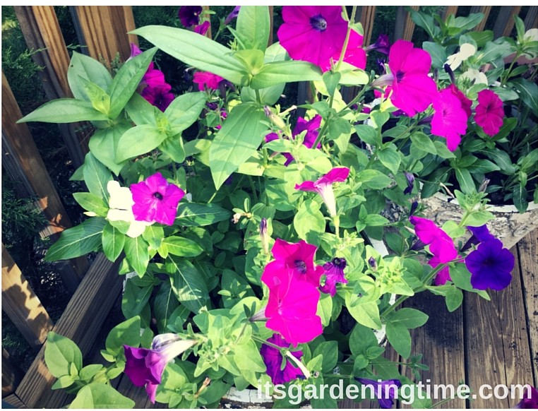 Container Gardening Petunias Zinnias Vinca how to garden beginner gardener