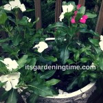 7 Tips to Get #Free #Vinca #Flowers! #containergardening