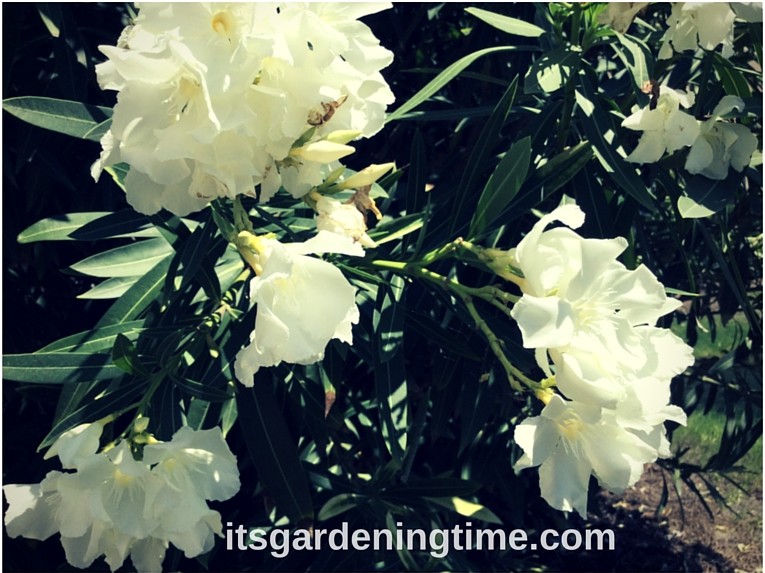 Tropical Shrub Blooms White Flowers! how to garden beginner gardener