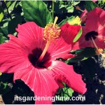 #Hot #Pink #Hibiscus #Flowers at Kingston Shores Resort! #pinkflowers