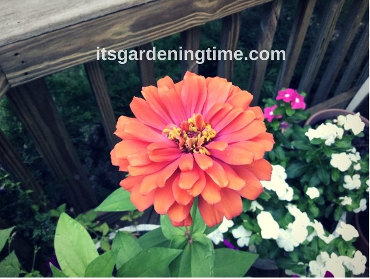 Orange Zinnia Flower beginner gardener how to garden