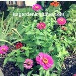 8 Plants for Triangle #Garden! #gardens #flowers