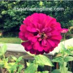 How to #Transplant #Seedlings! #zinnia #zinnias #growfromseed