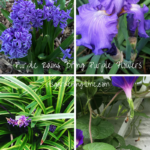 Purple Rains Bring #Purple #Flowers! #garden #gardens