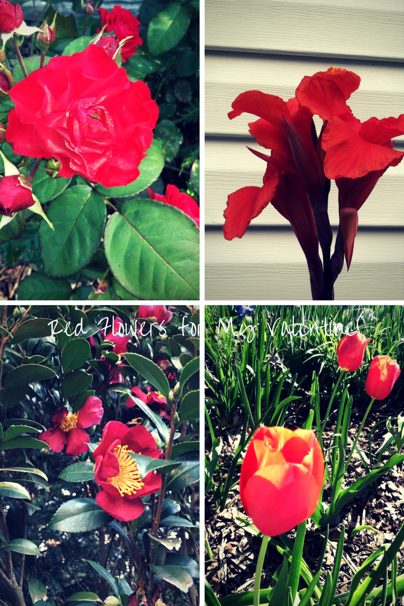 Red Flowers for My Valentine! how to garden beginner gardening