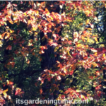 Black Tupelo #Tree in Autumn! #autumn #landscape #trees