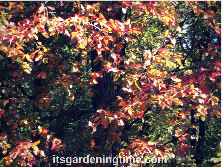 Black Tupelo Tree in Autumn! trees how to garden beginner gardener beginner gardening