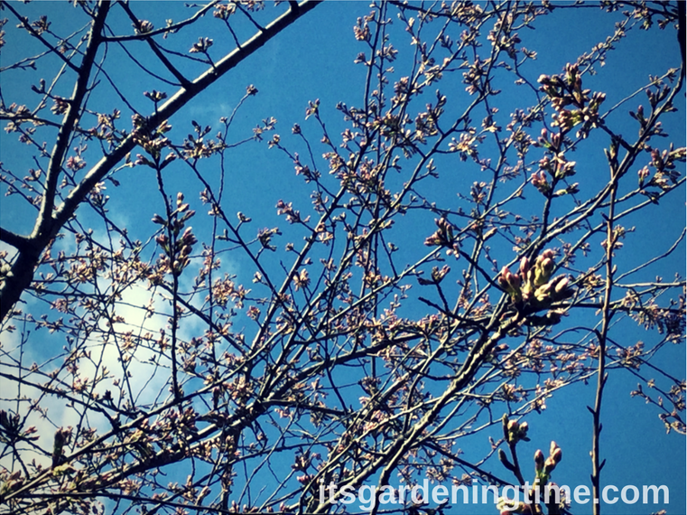 Japanese Cherry Tree Buds how to garden beginner gardener beginner gardening