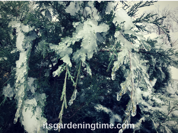 Icy Evergreens in Winter Landscape! how to garden beginner gardener beginner gardening