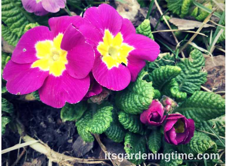 Primrose Flowers in Early Spring how to garden beginner gardener beginner gardening