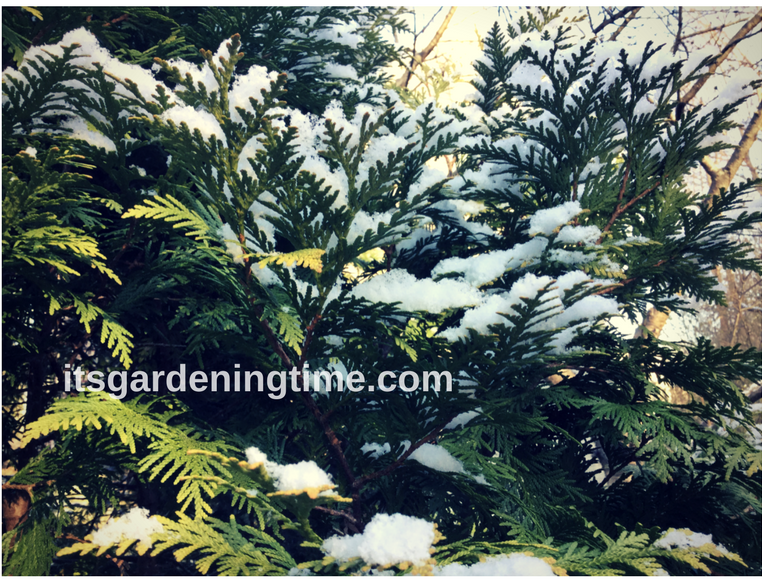 Dusting of Snow on Evergreen! how to garden beginner gardener beginner gardening