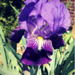 Bearded #Irises Prepare for #SpringParade! #spring #garden