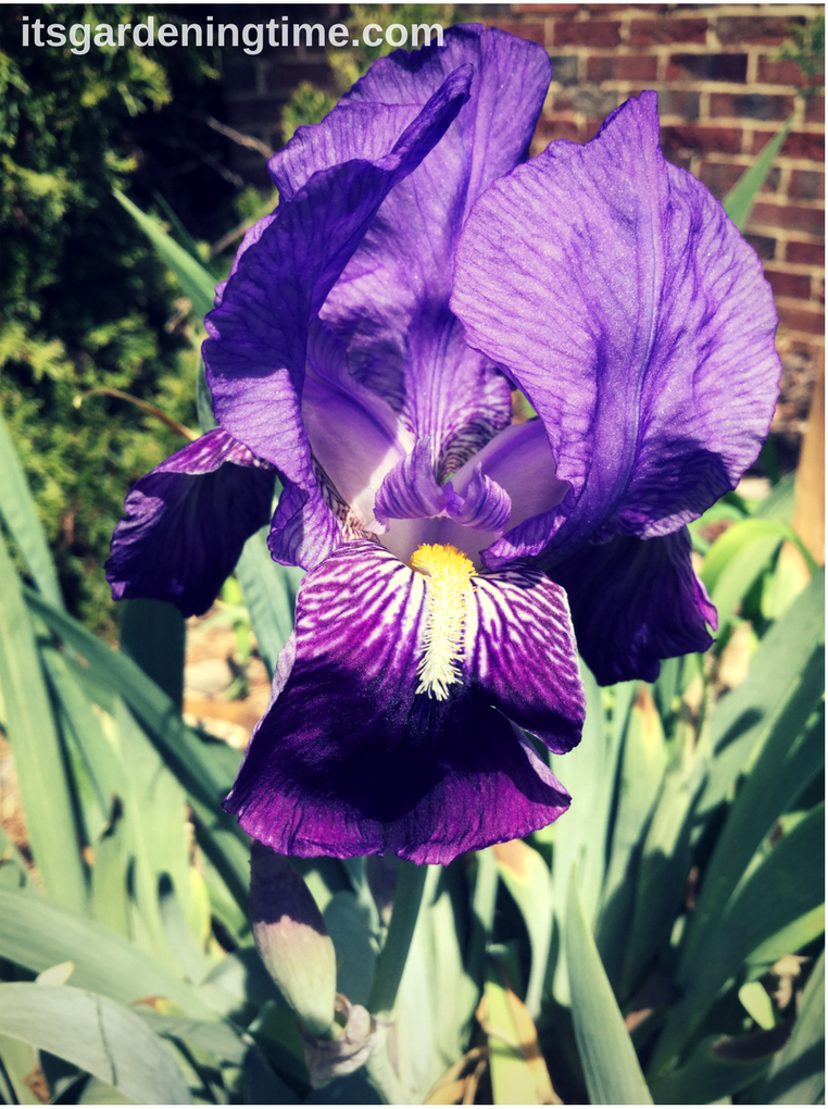 A Perfect Bearded Iris how to garden beginner gardener beginner gardening