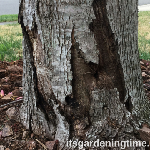 Groundhog Damage to Red Maple Tree how to garden beginner gardener beginner gardening