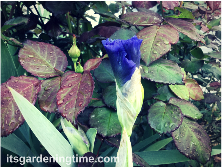 Sonata in Blue Bearded Iris w/ RoseBush in Background how to garden beginner gardener beginner gardening