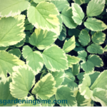 Variegated Bishop’s Goutweed #Groundcover! #garden #gardening