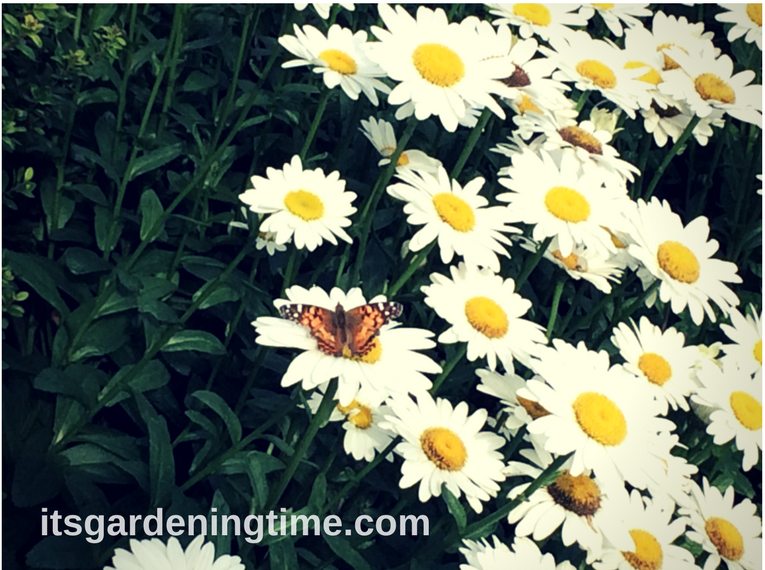 Red Admiral Butterfly on Daisy! how to garden beginner gardener beginner gardening