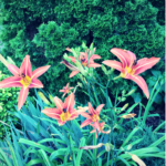 Orange #Flowers on #SpringParade! #flower #garden #gardening