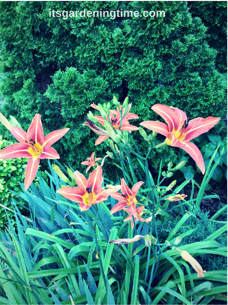 Tiger Lilies on Spring Parade! spring springparade flower flowers tigerlily tigerlilies lily lilies orange orangeflowers