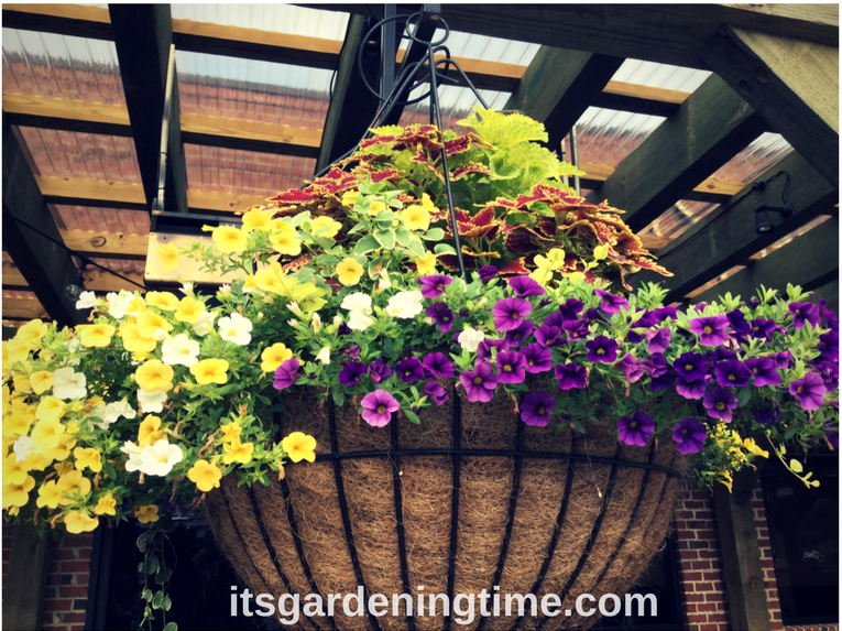 Huge Hanging Baskets/Container Gardens how to garden beginner gardener beginner gardening container gardener container gardening