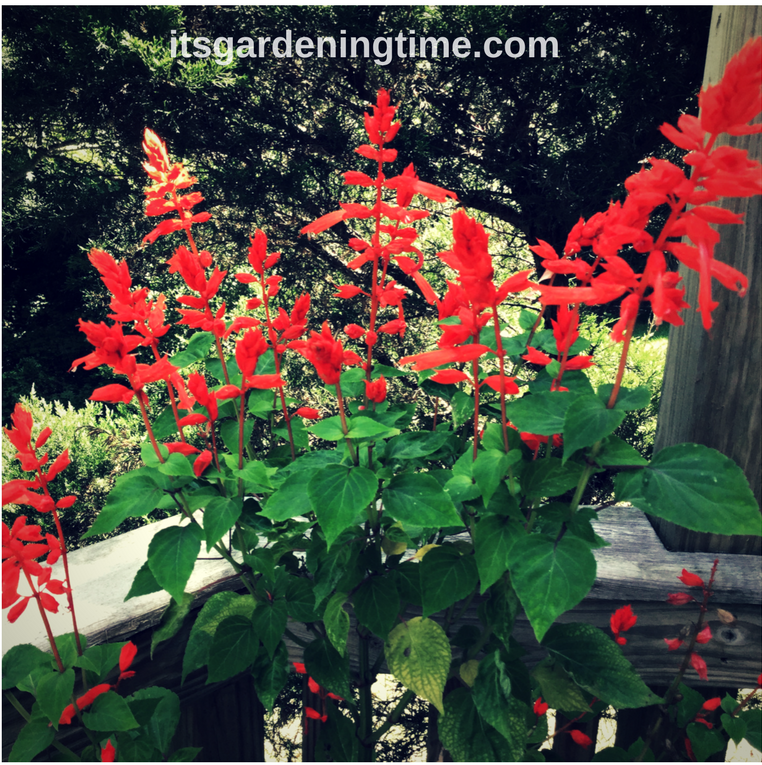 When & How to Prune Red Salvia how to garden how to prune pruning when to prune how to prune flower prune flowers beginner gardening beginner gardener