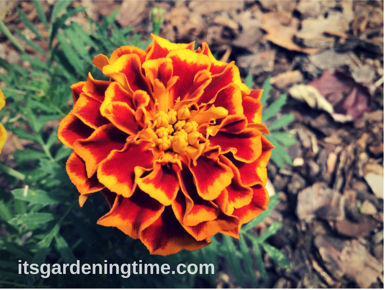 Marigold Flower beginner gardener beginner gardening how to garden how to grow from seed