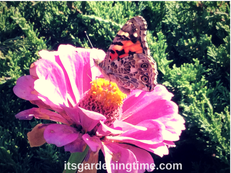 Painted Lady Butterfly on Zinnia how to garden butterflygarden butterflygardens butterflygardening beginner gardener beginner gardening