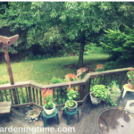 When You Wake Up & #Deer Are Munching Your #Plants! #garden #gardening