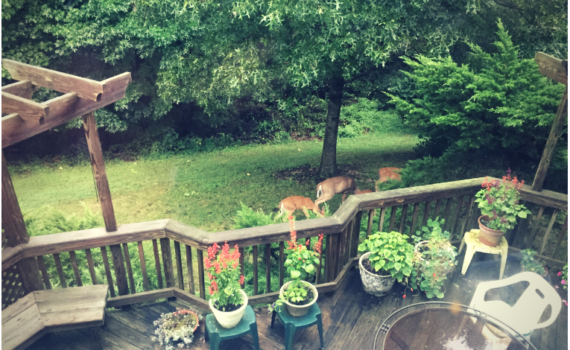 When You Wake Up & Deer are Munching Your Plants! garden gardening gardens gardener gardeners beginnergardener beginnergardening how to garden